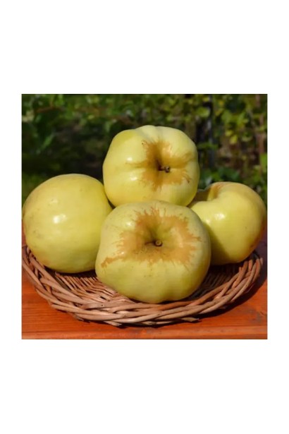 Стиглі яблука Антонівка після збору